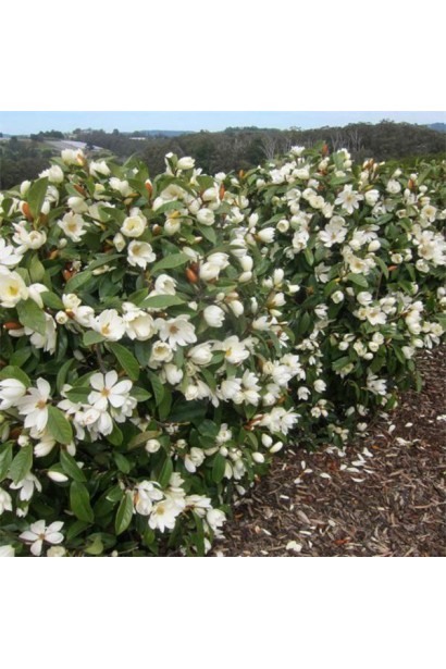 Magnolia laevifolia Gail`s Favourite